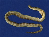 藏品(闊帶青斑海蛇)的圖片